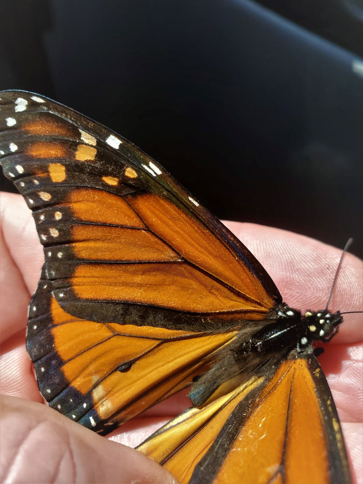 Monarch Butterfly trips to Mexico